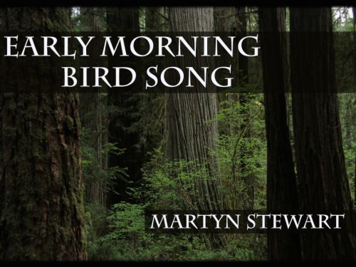 Early norning bird song banner